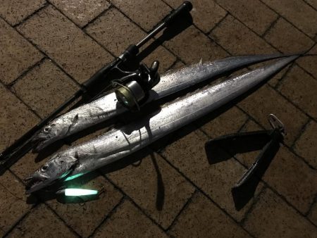 イワシ付きタチウオ